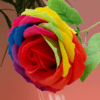 rainbow rose resized