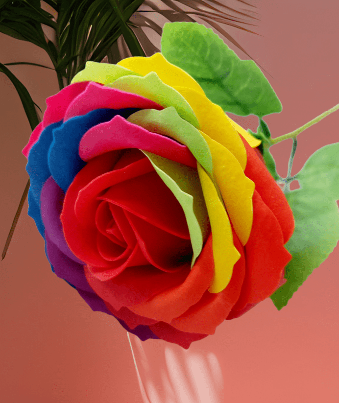 rainbow rose resized